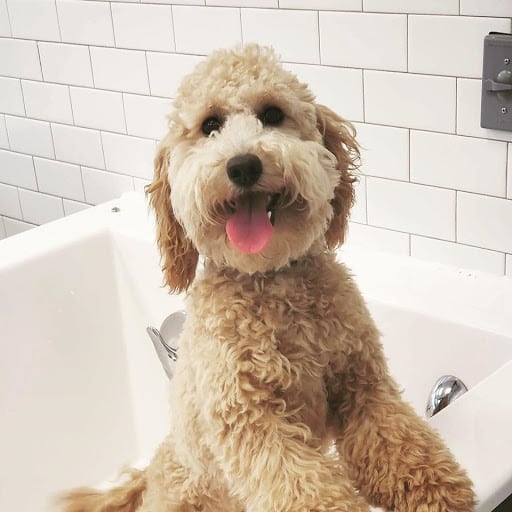 best dog grooming clippers for doodles