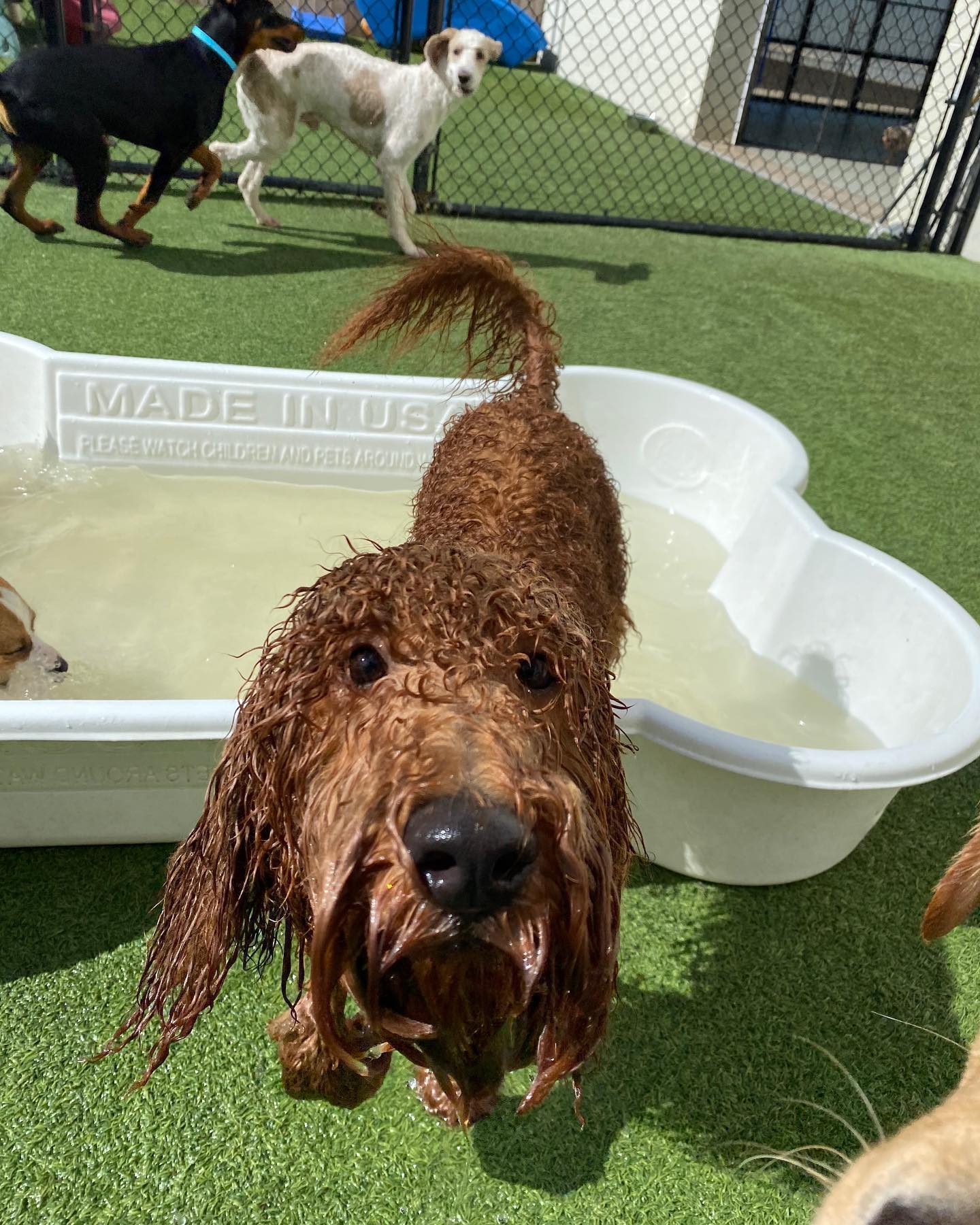 https://www.houndslounge.com/wp-content/uploads/2020/08/wet-dog-at-doggy-daycare-in-North-Little-Rock.jpg